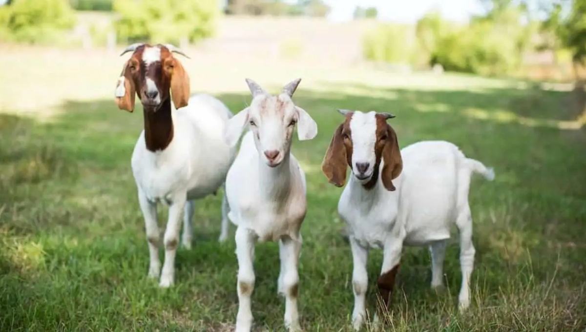 Cow-goat rearing scheme: सपनों को पंख देने का सरकारी भरोसा