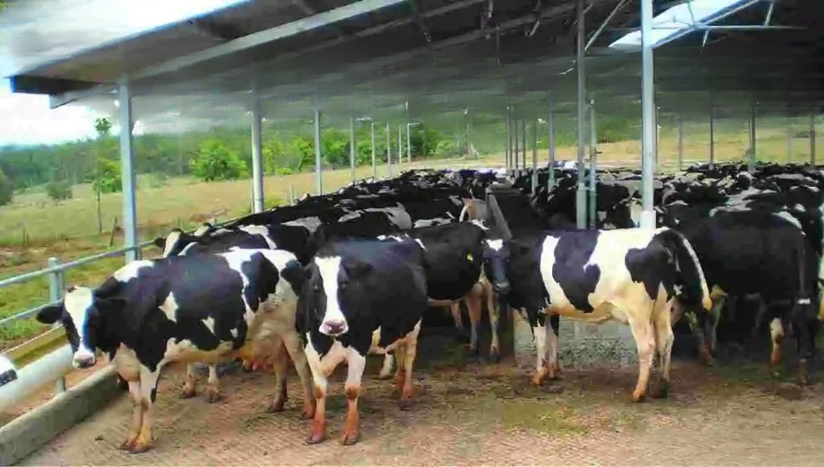 SBI Animal Husbandry Loan Scheme: ग्रामीण युवाओं के सपनों को पंख देने का सुनहरा अवसर 