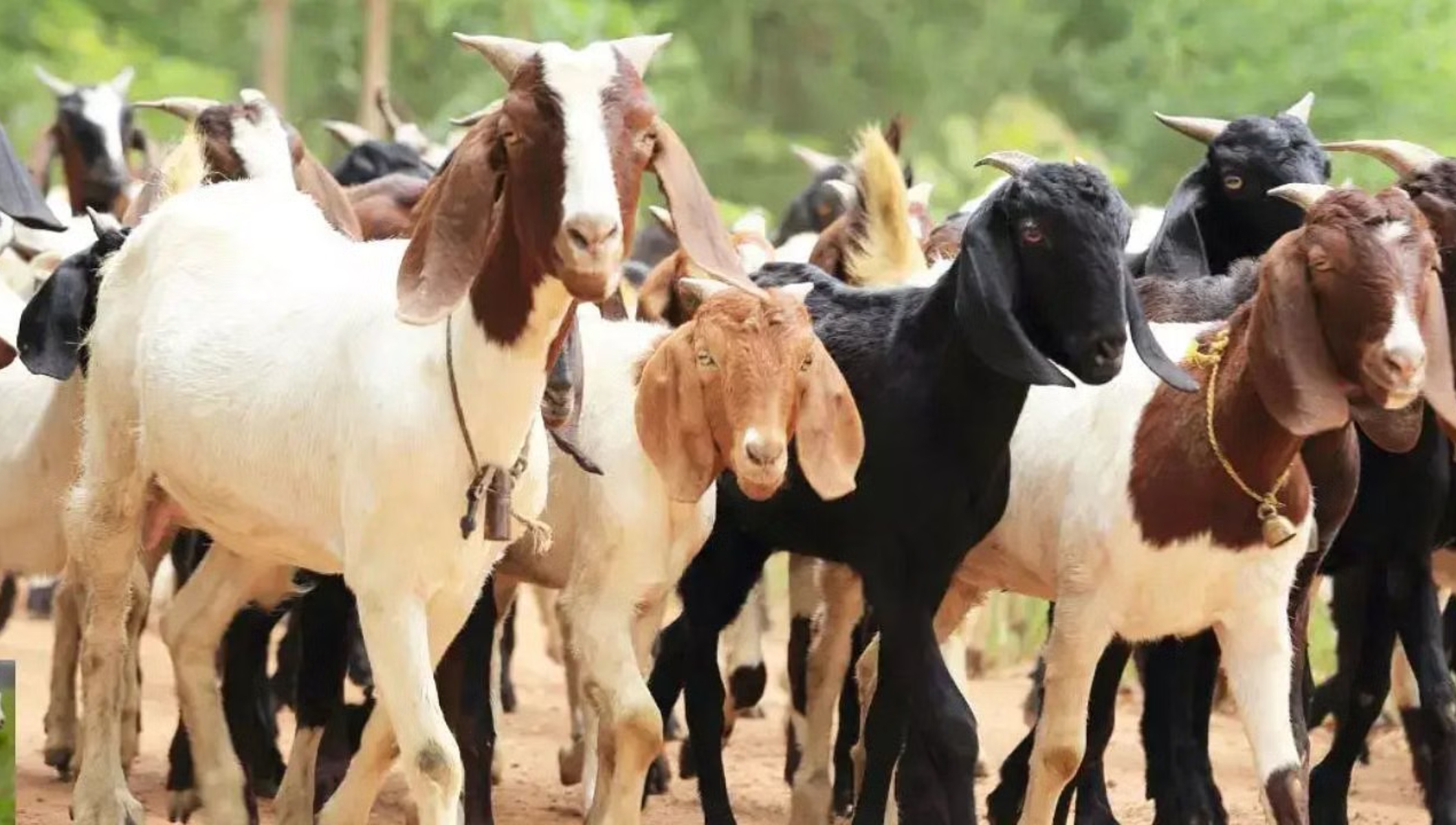 Goat Farming Loan Scheme 2025: गांव की खुशहाली और रोजगार का नया रास्ता